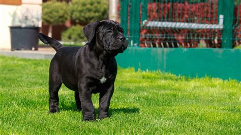 cane corso average price|price for cane corso puppies.